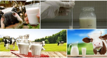 Jaké je normální procento tuku v domácím kravském mléce a na čem závisí